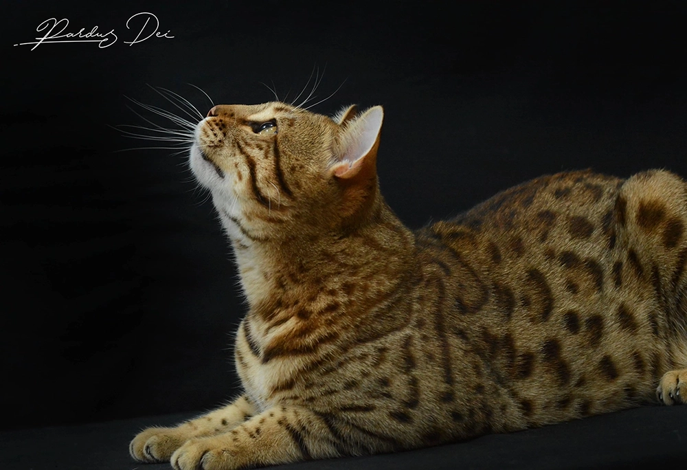 chat bengal